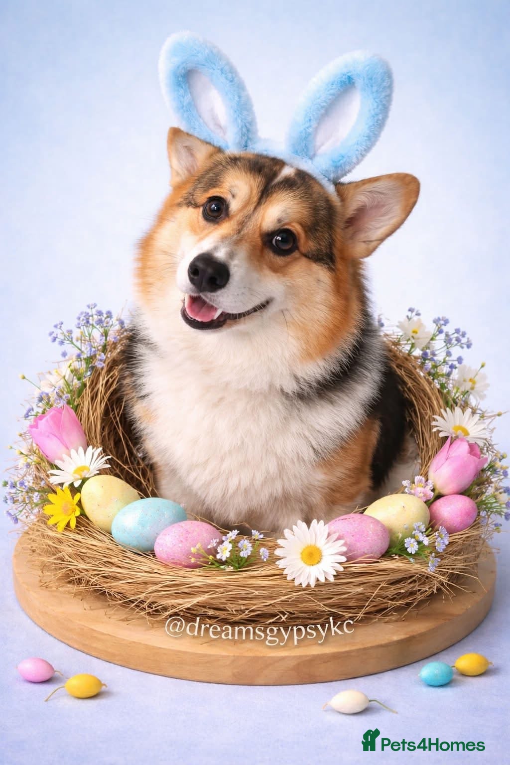 Welsh Corgi Pembroke dogs  Welsh Pembroke Corgi Boy Available for Stud  - Advert 1