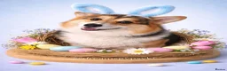 Welsh Corgi Pembroke dogs for stud: 🐾 Pembroke Welsh Corgi Stud – Jeljarmin Arwyn - Advert 10