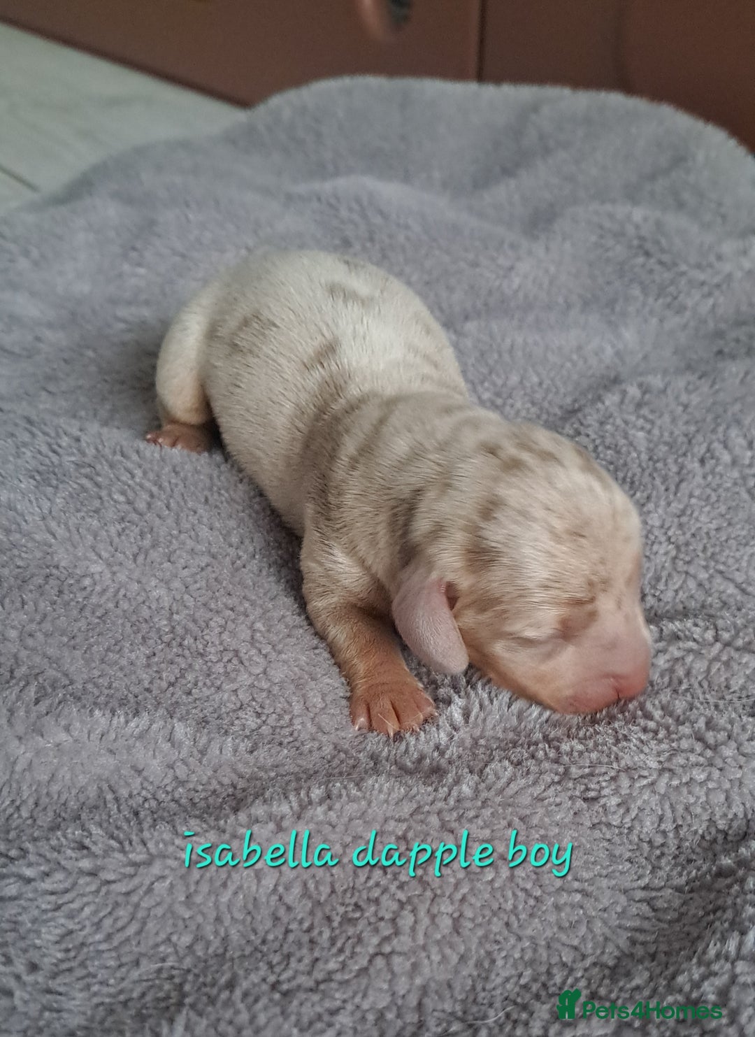 Dachshund dogs for sale: Miniature dachshund puppies  - Advert 11