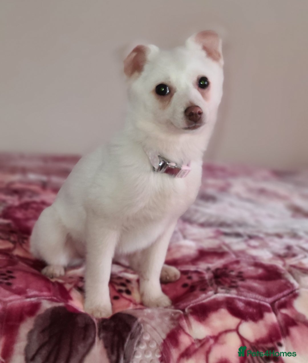 Pomchi dogs for sale: Pomchi girl looking for forever home - Advert 3