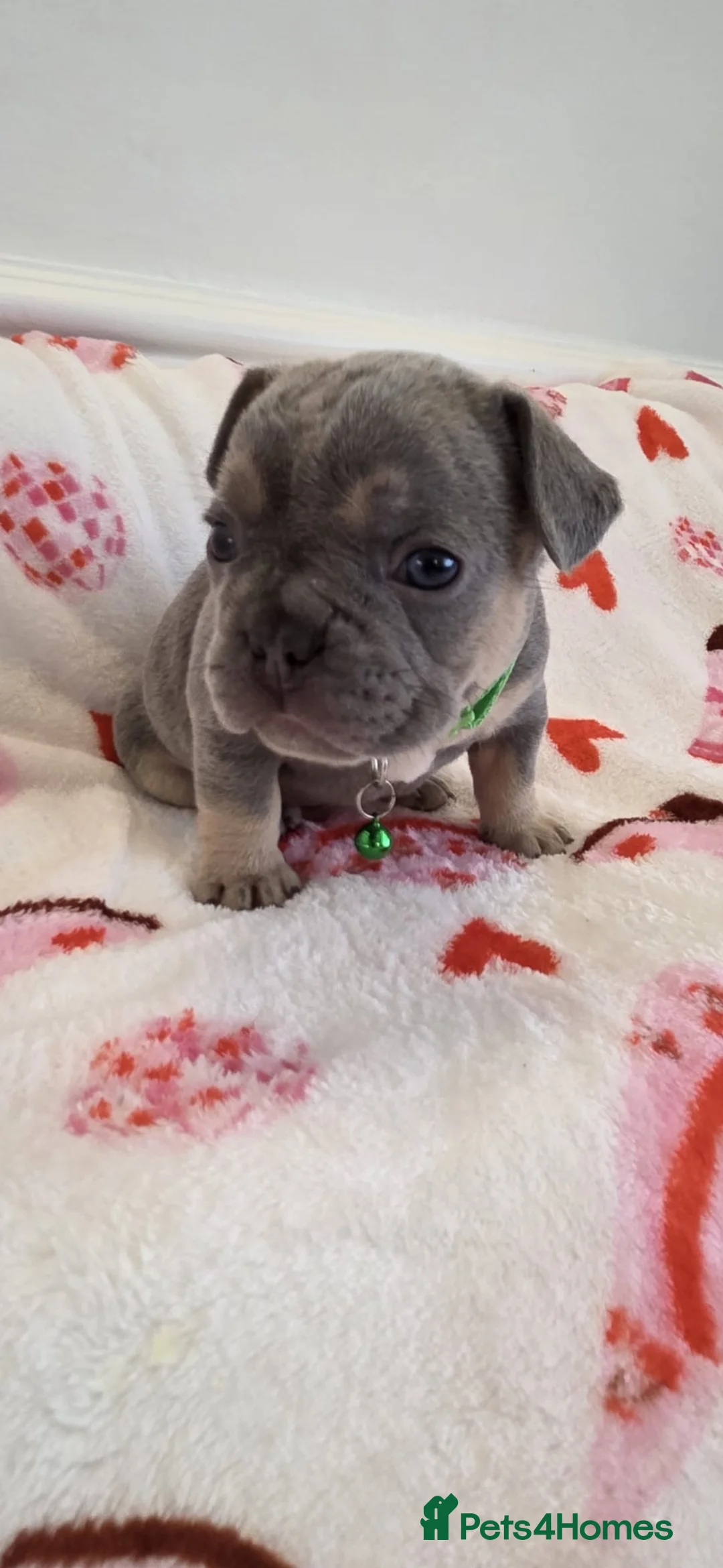 French Bulldog dogs for sale: Beautiful Frenchie puppies - Advert 15