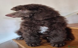 Standard Poodle dogs for sale: KC reg Brown Parti & phantom Standard Poodle pups - Image 10