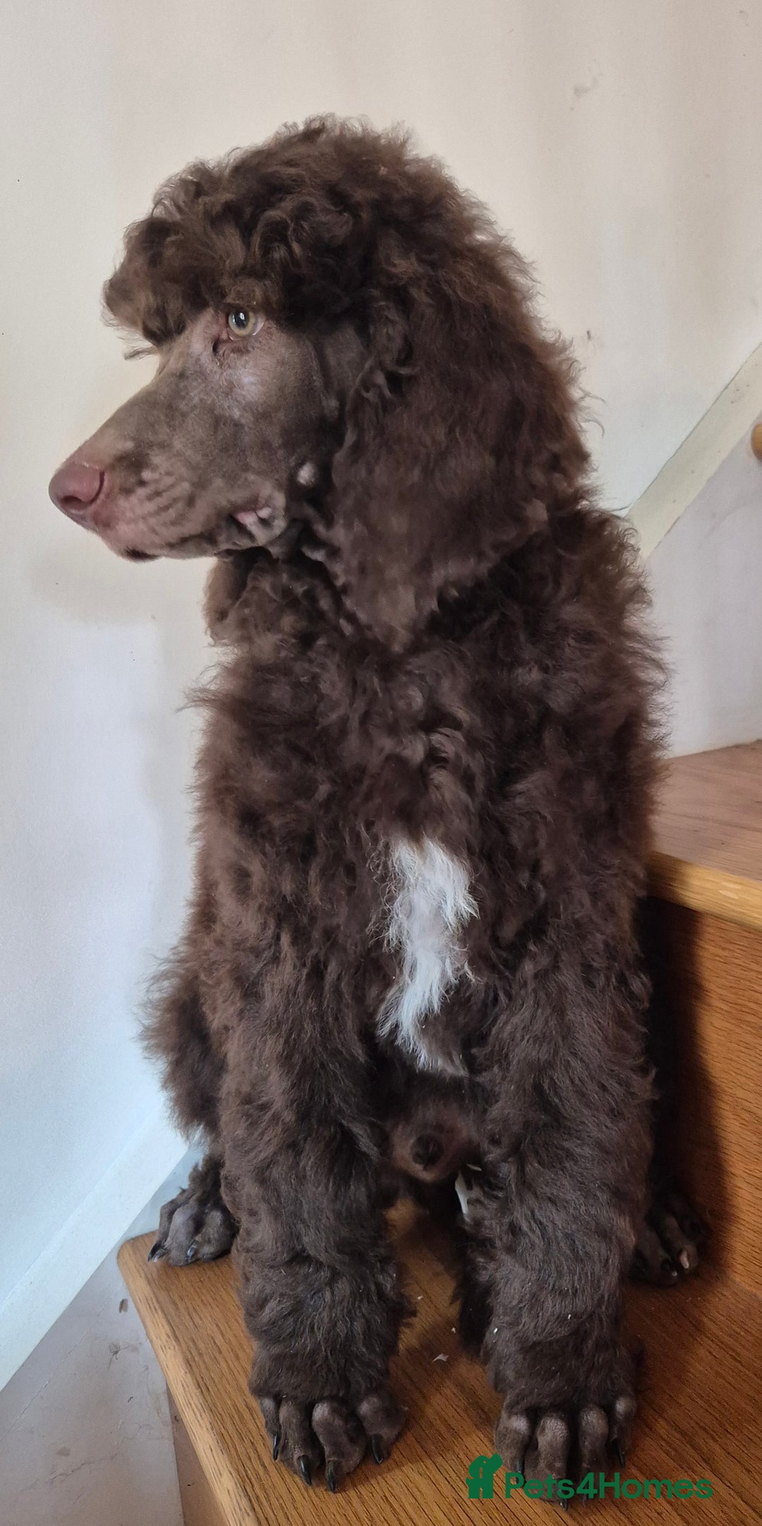 Standard Poodle dogs for sale: KC reg Brown Parti & phantom Standard Poodle pups - Image 10