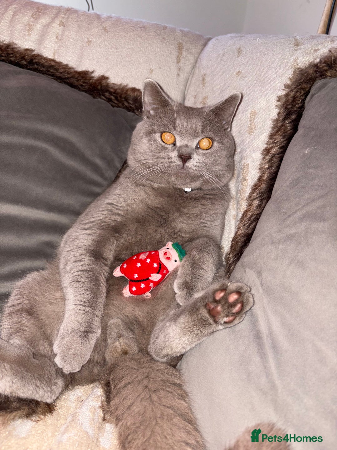 British Shorthair cats for stud: 🐻Gorgeous lilac Bsh stud 🐻 - Advert 1