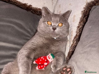 British Shorthair cats ๐ปGorgeous lilac Bsh stud ๐ป - Advert 1