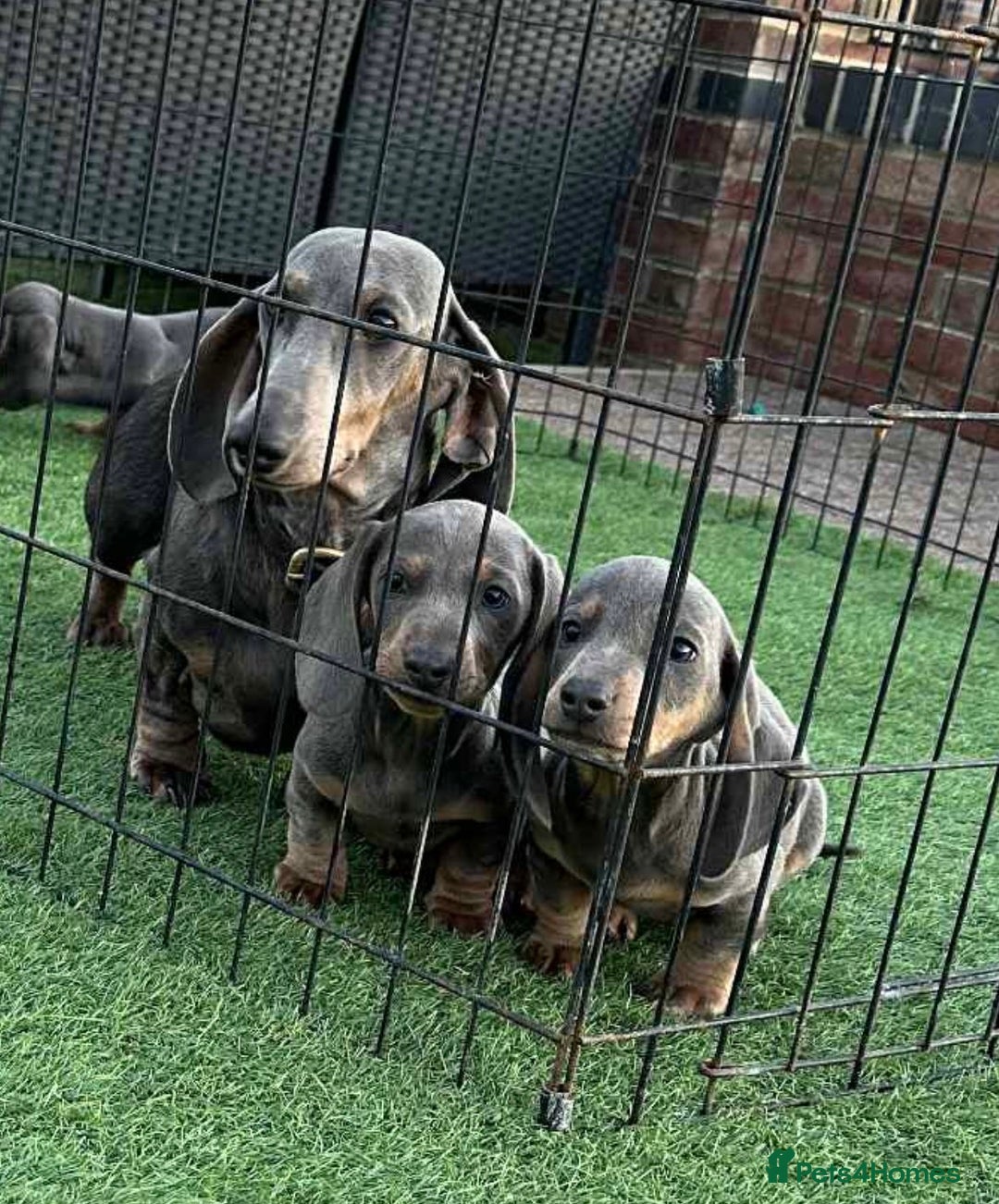 Dachshund dogs for sale: Dachshund  - Advert 1