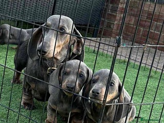 Dachshund dogs Dachshund - Advert 2