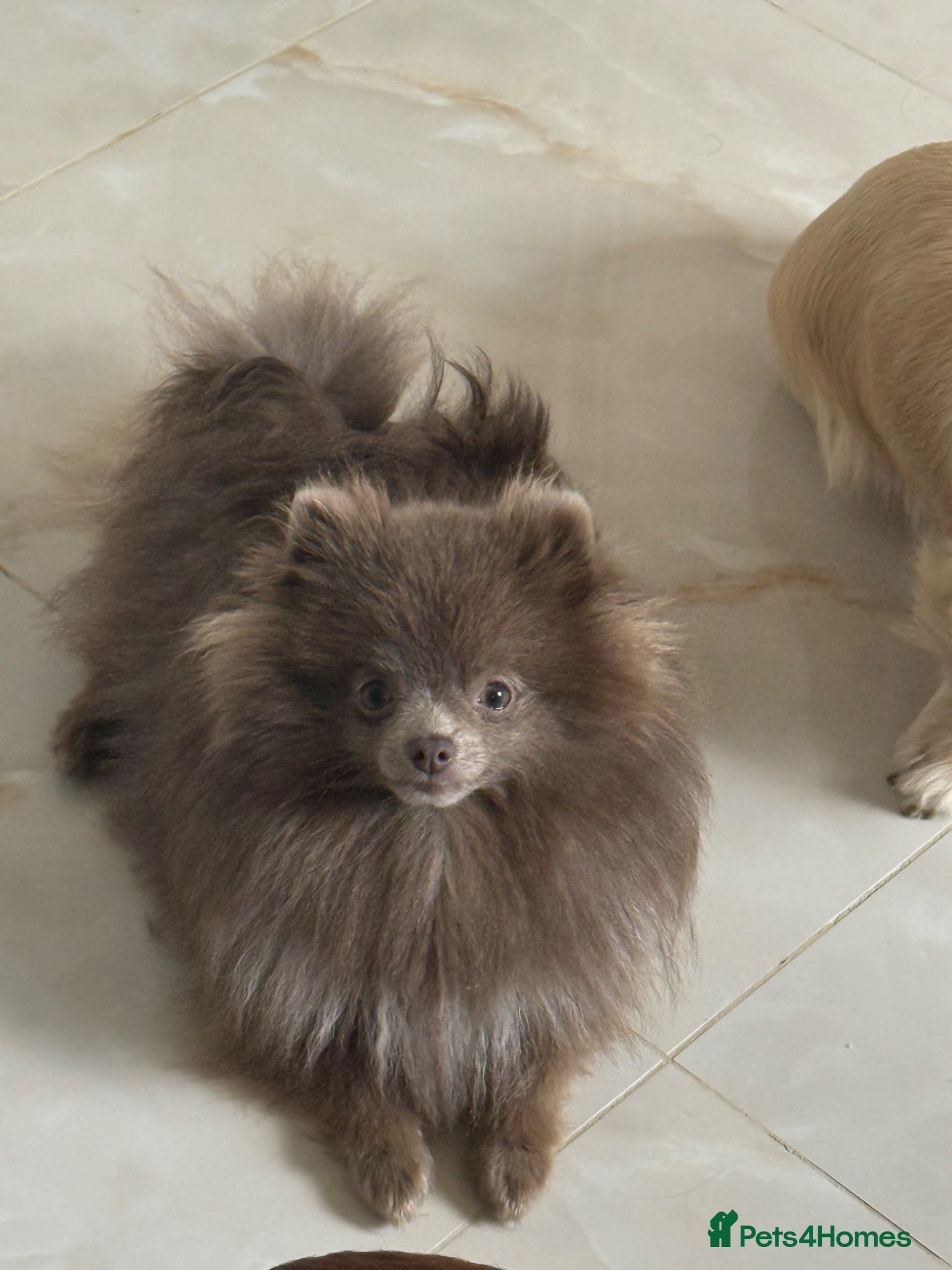 Pomeranian dogs Lilac Kc reg Pomeranian  - Advert 1