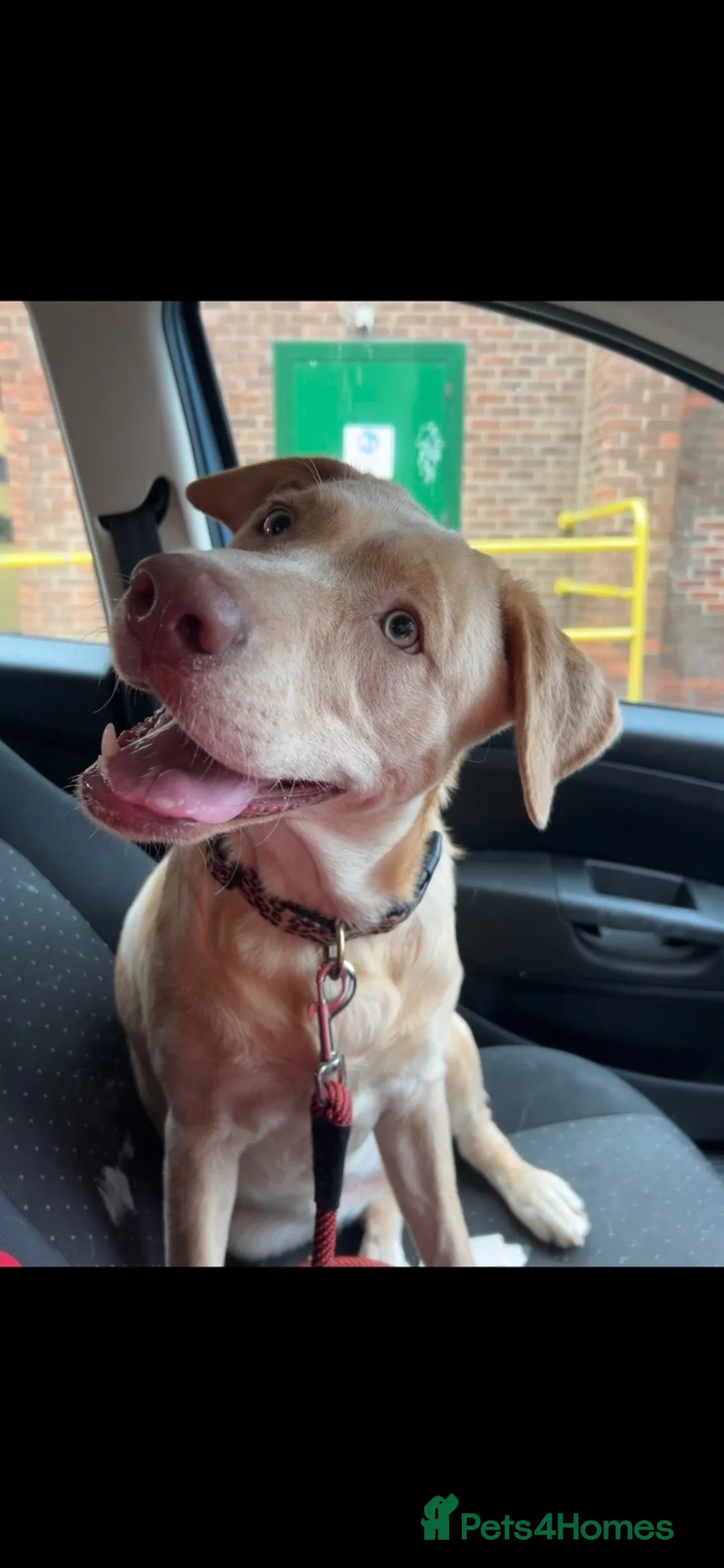 Mixed Breed dogs for sale: Winnie 9 month old Labrador cross  - Advert 2