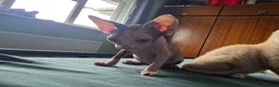 Sphynx cats for sale: Sphynx / Devon Rex Mix Kittens Ready Homes - Advert 37