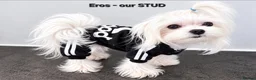 Maltese dogs for sale: FULL KOREAN MALTESE PUPIES🐶KC reg🐶DOLL FACE🐶 in Harrow - Advert 7