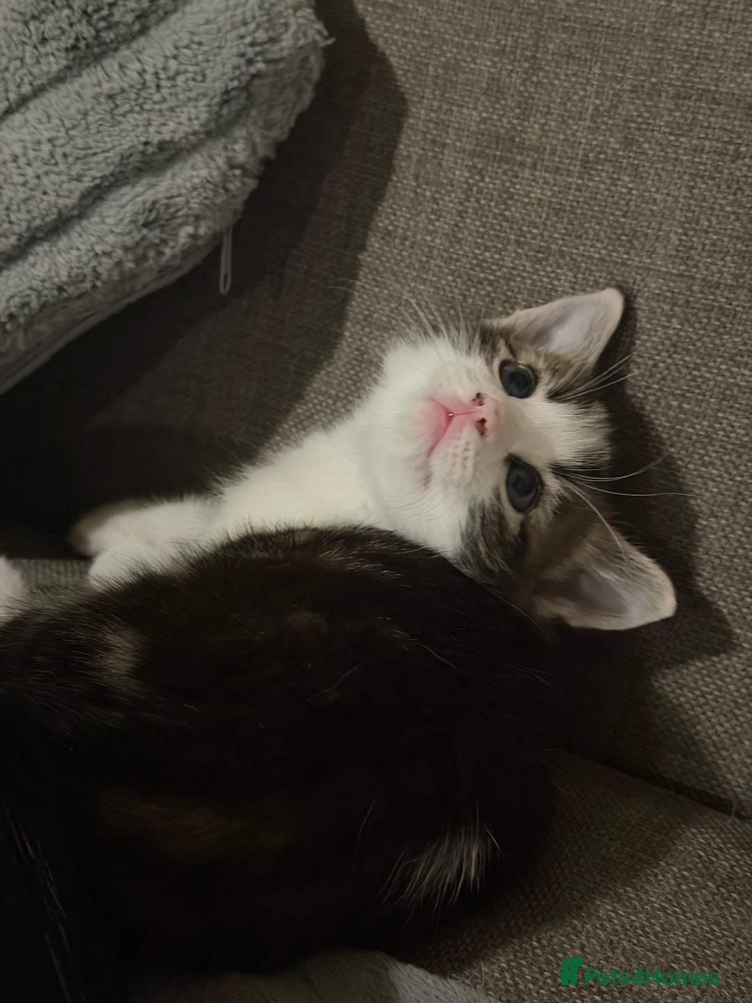 European cats for sale: Kittens  - Advert 3