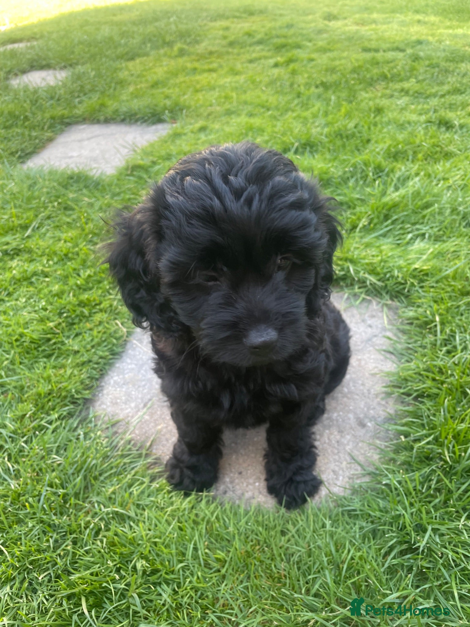Cavapoo dogs Adorable F1 Cavapoo Puppies- Ready to leave - Advert 5