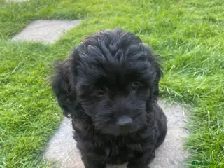 Cavapoo dogs Adorable F1 Cavapoo Puppies- Ready to leave - Advert 5
