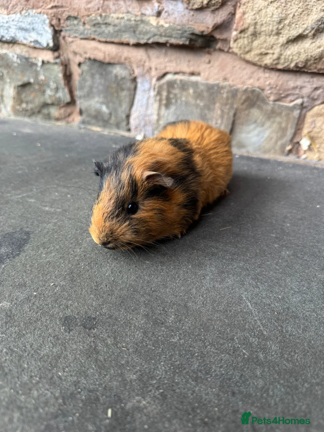 Guinea Pig rodents for sale: Beautiful Baby Female Guinea Pig  - Advert 5