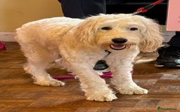 Cockapoo dogs for sale: Beloved Cockapoo Bubble for sale - Advert 14