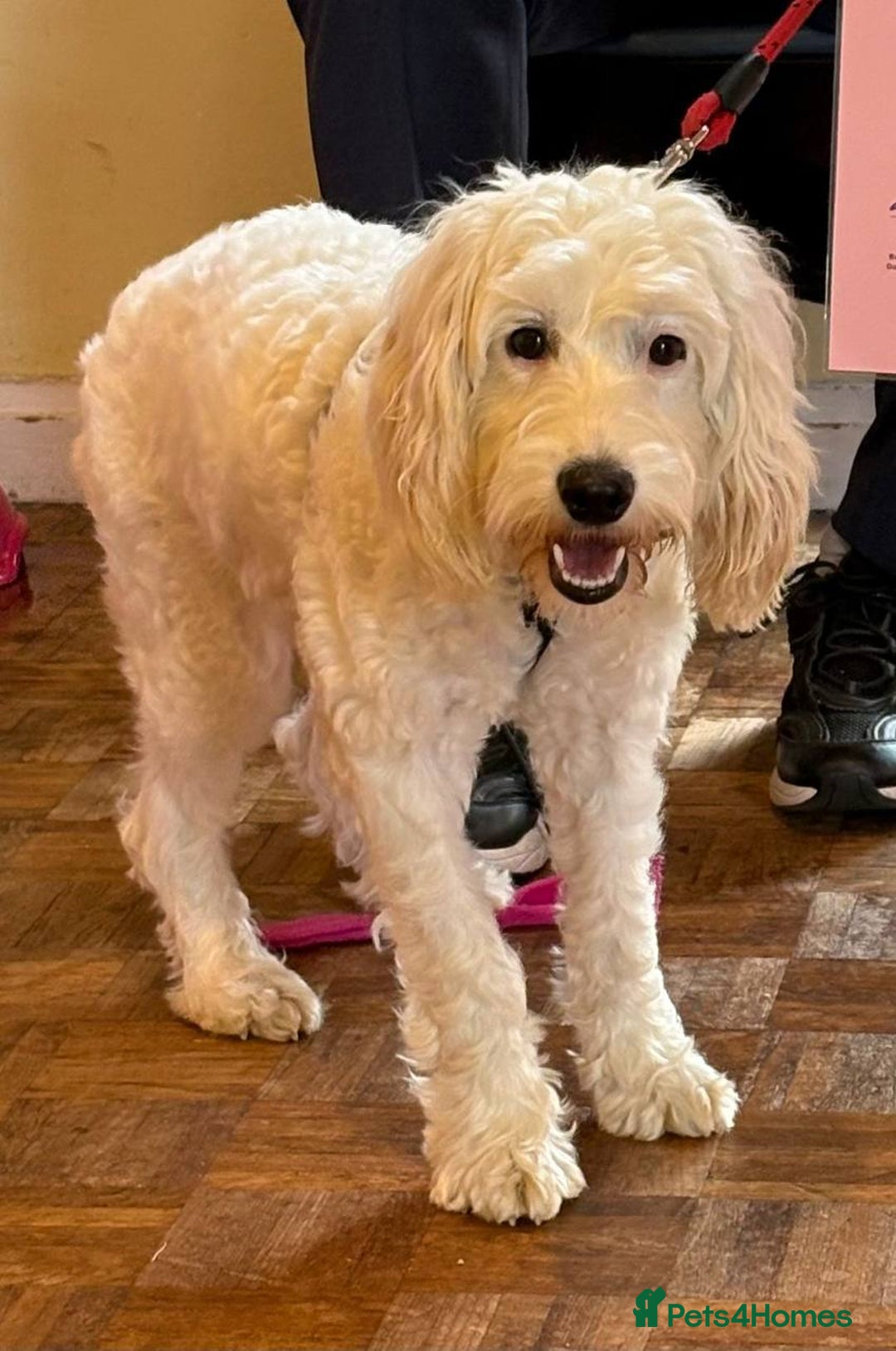 Cockapoo dogs for sale: Beloved Cockapoo Bubble for sale - Advert 14