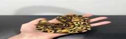Python Snake reptiles for sale: Royal Python - Advert 3