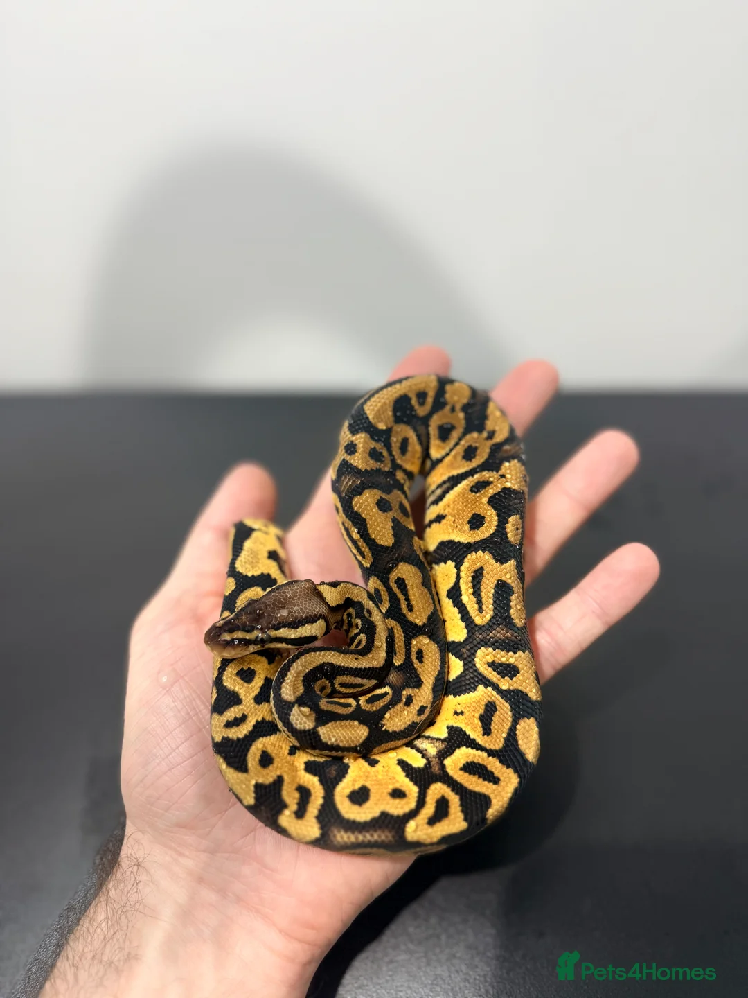 Python Snake reptiles for sale: Royal Python - Advert 3