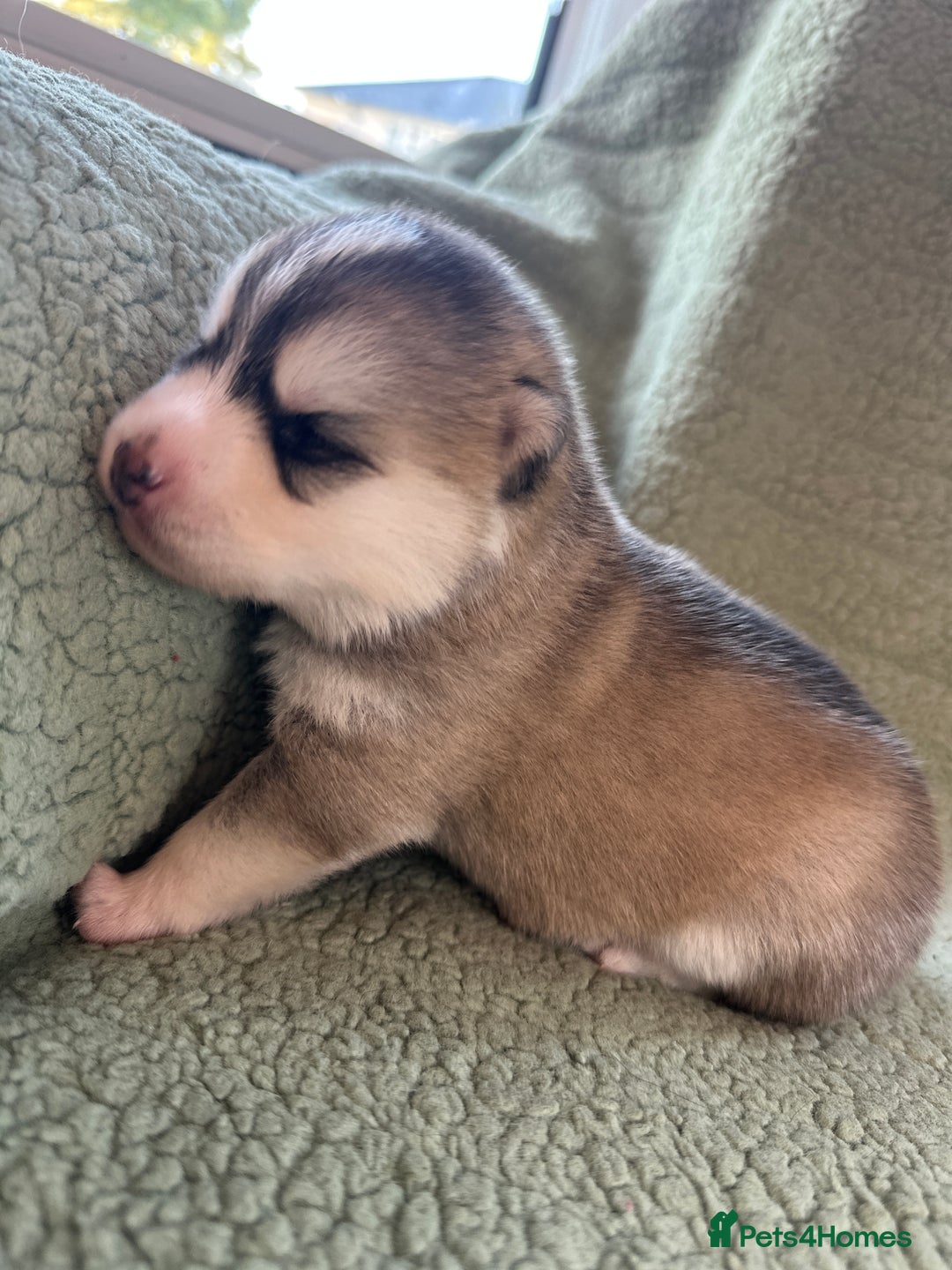 Pomsky dogs for sale: Pomsky Puppies  - Image 1