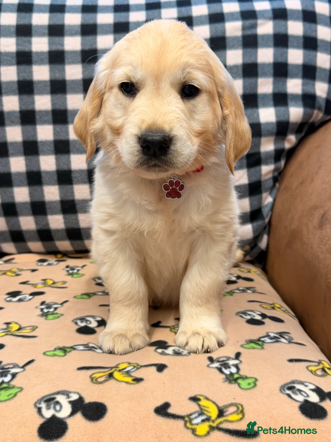 Golden Retriever dogs for sale: 🐶Fluffy bears looking for forever home💕💕 ! - Advert 23