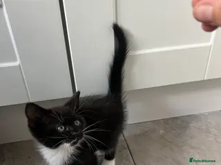 Mixed Breed cats Beautiful Maine Coon Mix Kittens - Advert 18