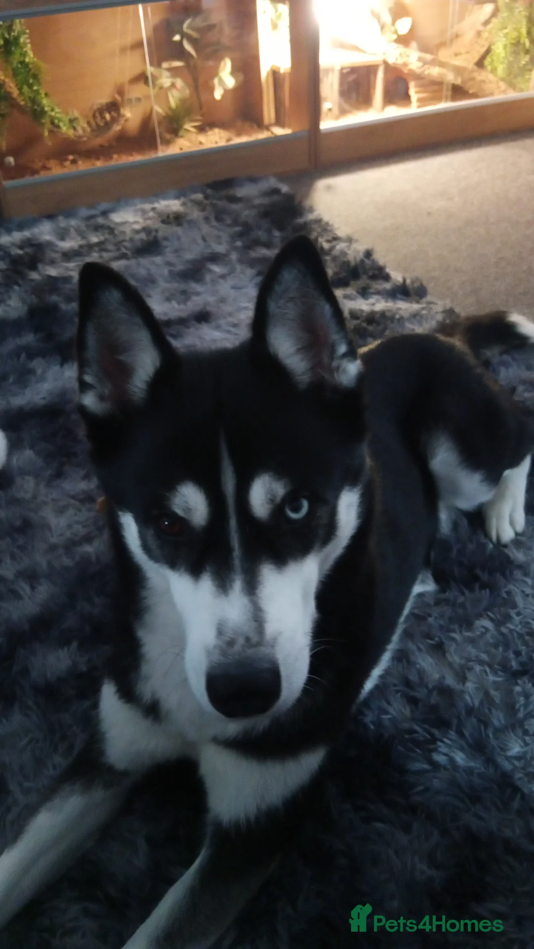 Siberian Husky dogs for sale: Female Siberian husky  - Advert 6