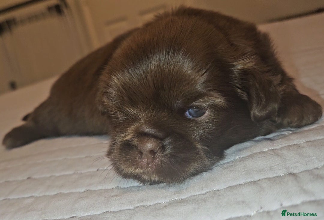 Shih Tzu dogs for sale: Imperial Shih Tzu Puppies - Advert 14