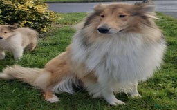 Rough Collie dogs for sale: STUNNING HEALTH CHECKED ROUGH COLLIES - Image 4