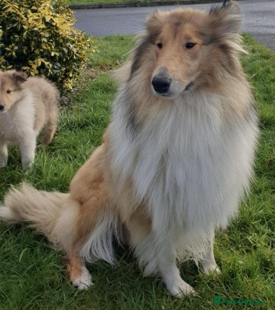Rough Collie dogs for sale: STUNNING HEALTH CHECKED ROUGH COLLIES - Image 4