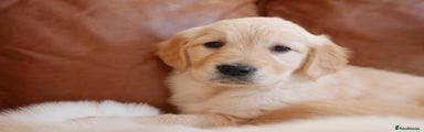 Golden Retriever Puppy 1