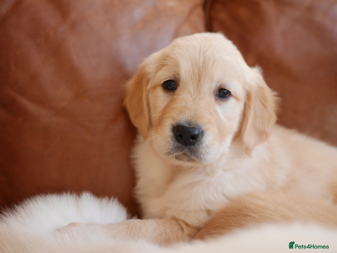 Golden Retriever dogs for sale: Quality KC Health Tested Golden Retriever Puppies - Advert 16