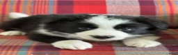 Border Collie dogs for sale: Show Quality KC Reg Border Collie Puppies  - Advert 11