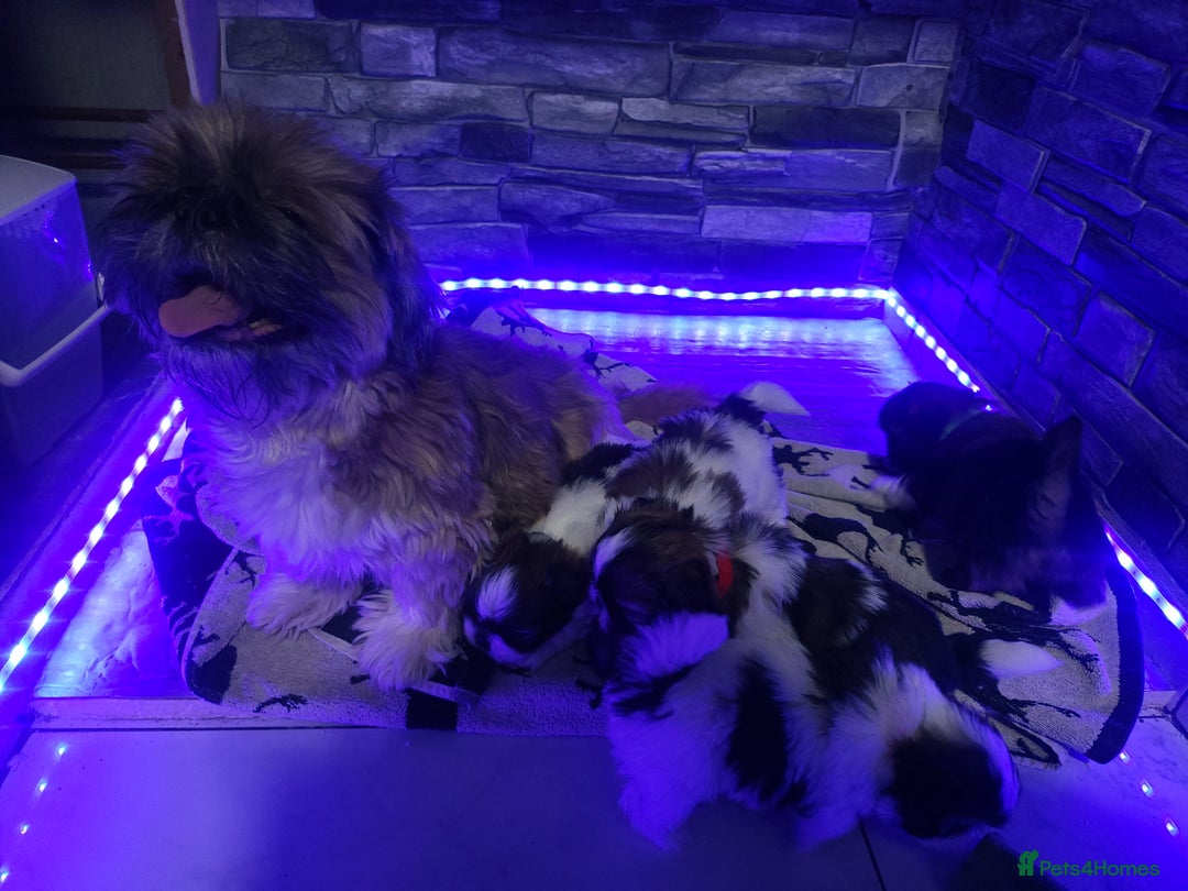 Shih Tzu dogs for sale: Shih tzu puppies - Advert 8