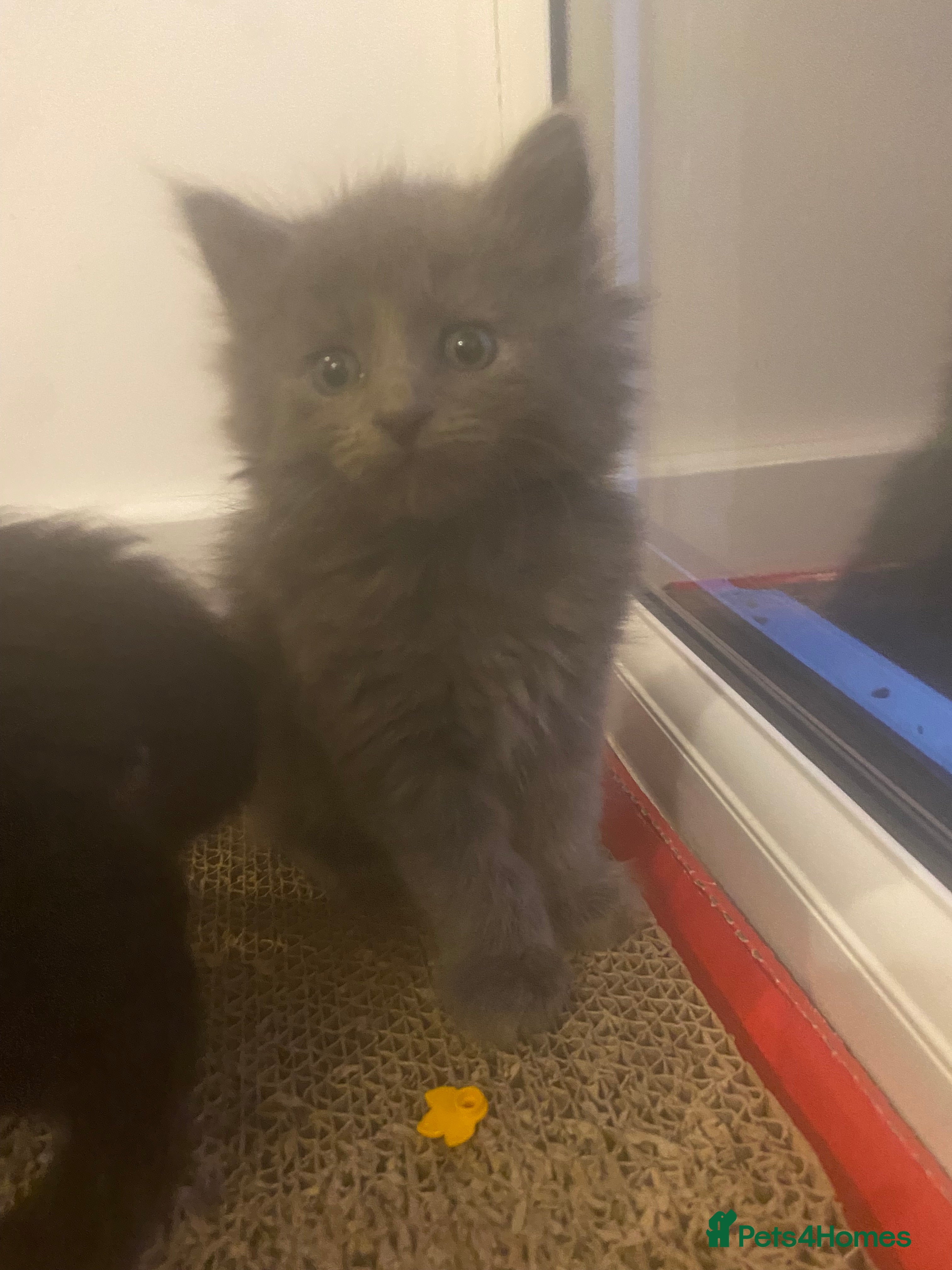 Russian Blue cats Russian blue/maine coon mix  - Advert 1