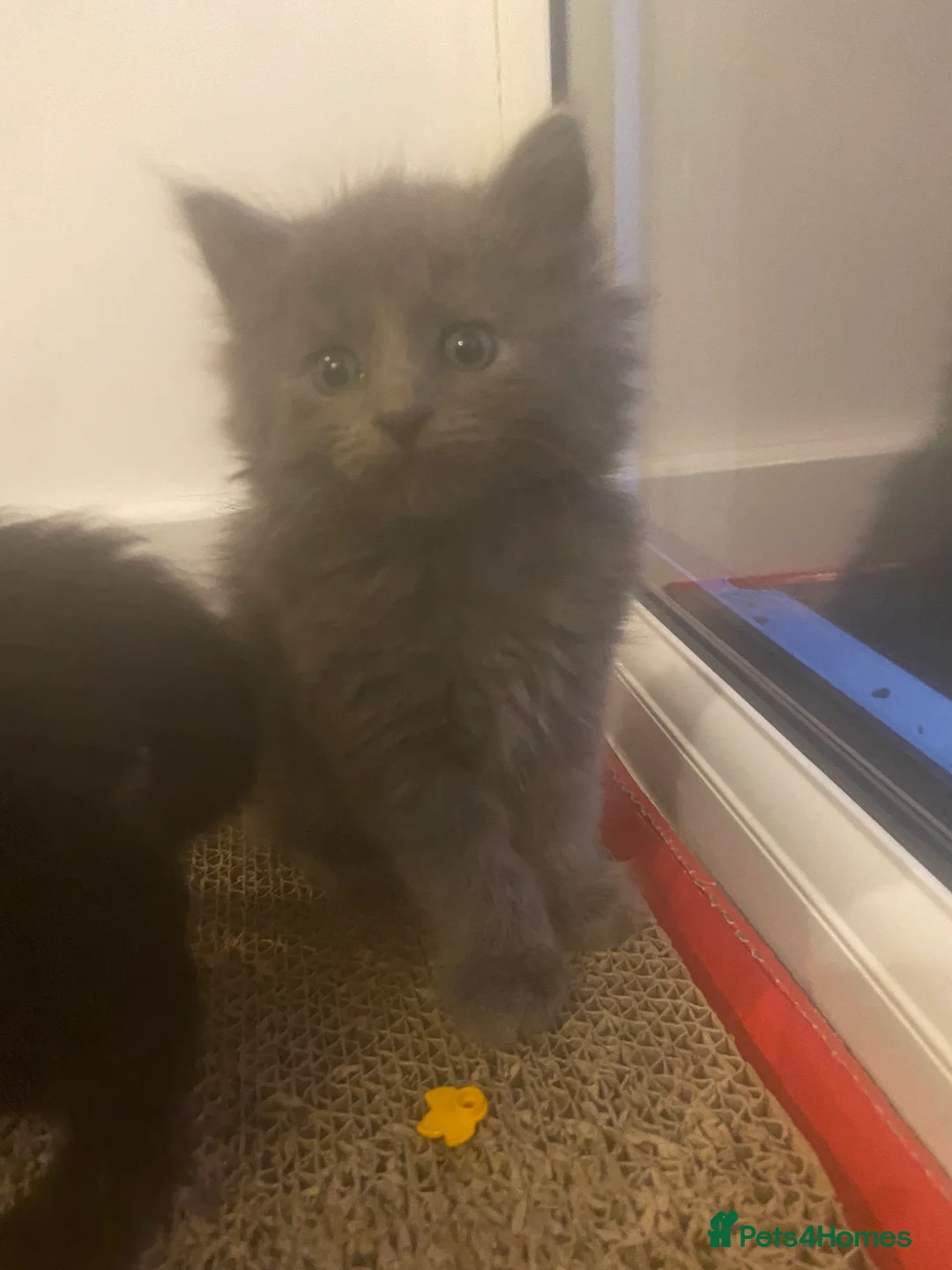 Russian Blue cats for sale: Russian blue/maine coon mix  - Advert 1