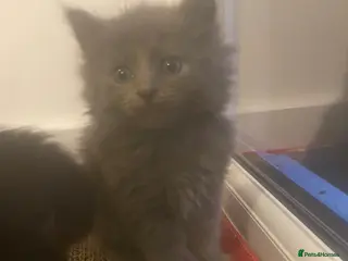 Russian Blue cats Russian blue/maine coon mix - Advert 1