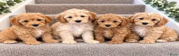 Coton De Tulear dogs for sale: Coton noodles puppies ready now  - Advert 3