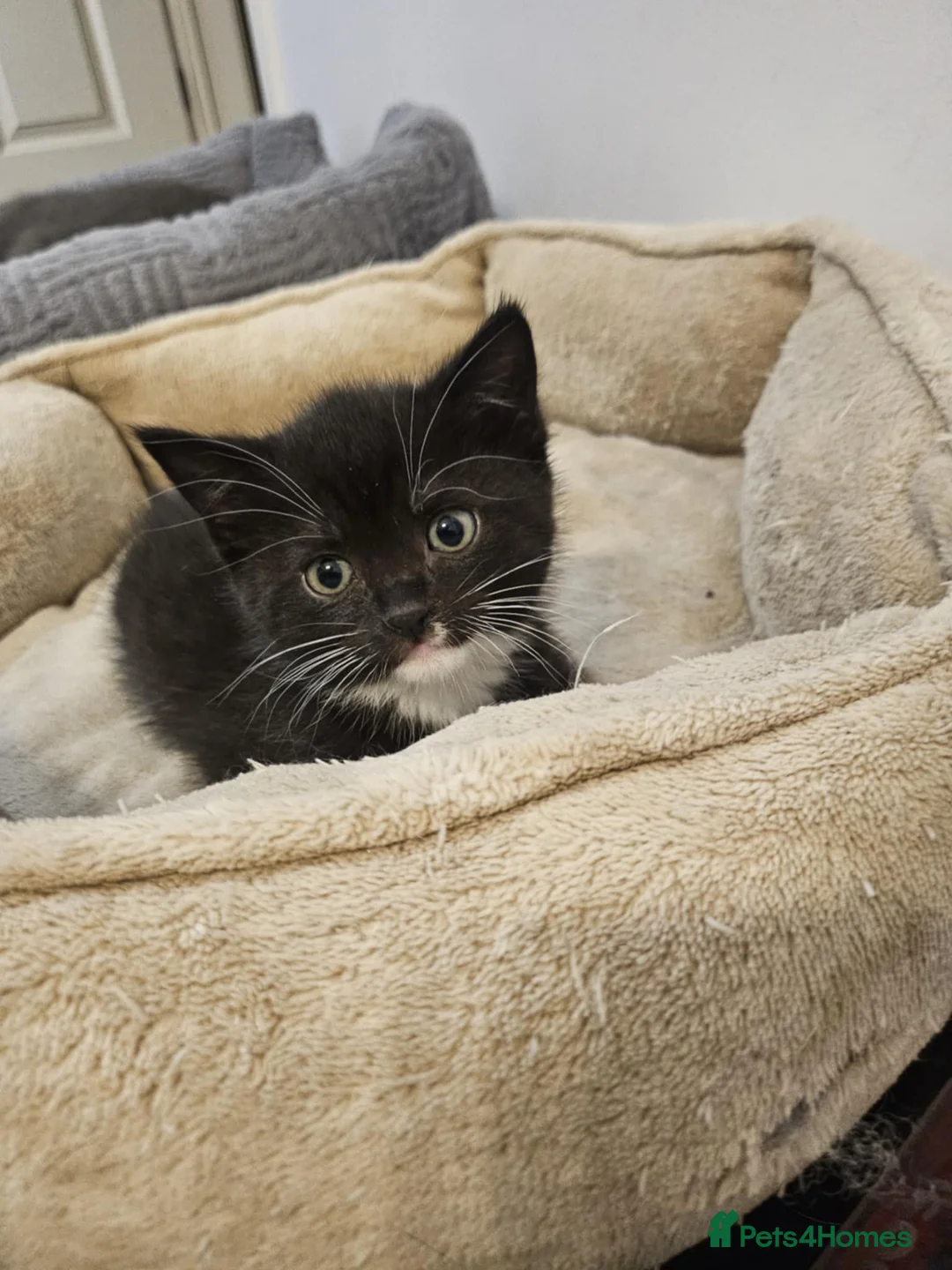 Mixed Breed cats for sale: Two beautiful mixed with British shorthairs  in Basildon - Advert 11