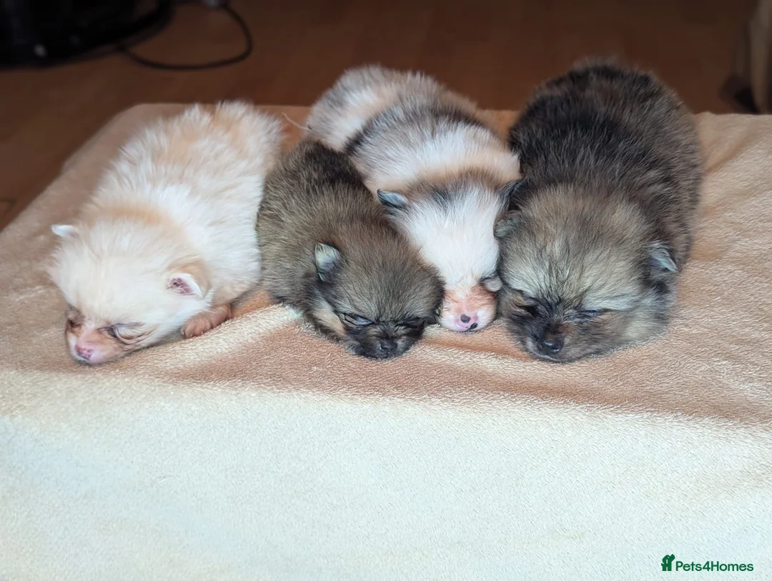 Pomeranian dogs for sale: 🐾 Adorable Merle Pomeranian Puppies for Sale 🐾 - Advert 22