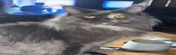 Maine Coon cats for sale: Maine Coon kittens from champion lines  - Advert 38