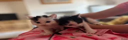 Russian Blue cats for sale: 2 x Black and white female russian blue kittens in Taunton - Advert 4