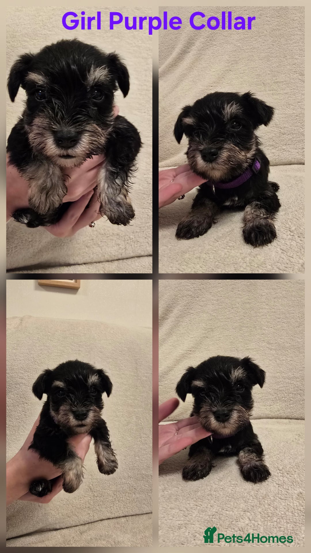 Miniature Schnauzer dogs for sale: KC Miniature Schnauzer Puppies ready in January - Advert 10