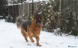 German Shepherd dogs for sale: German shepherd for good home - Image 11