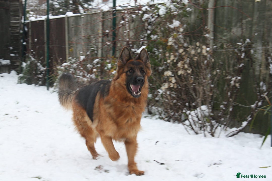 German Shepherd dogs for sale: German shepherd for good home - Image 11
