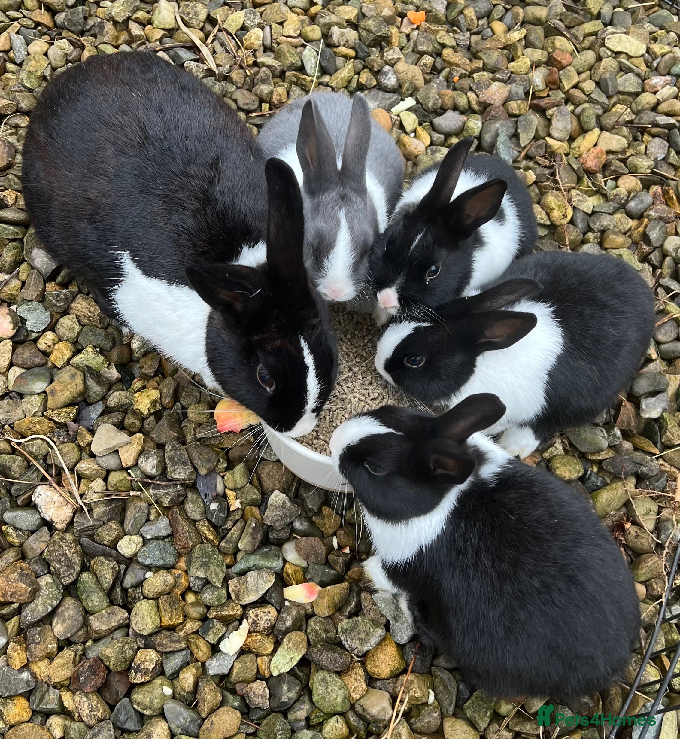 Dutch rabbits Dutch bunnies  - Advert 21