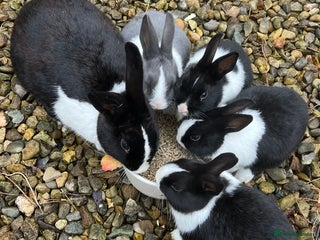 Dutch rabbits Dutch bunnies - Advert 6