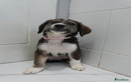 Mixed Breed dogs for sale: 2 months old - Alaskan malamute x Springardor - Image 23