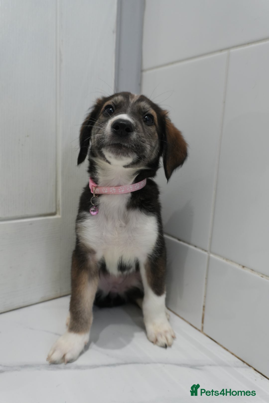 Mixed Breed dogs for sale: 2 months old - Alaskan malamute x Springardor - Image 23