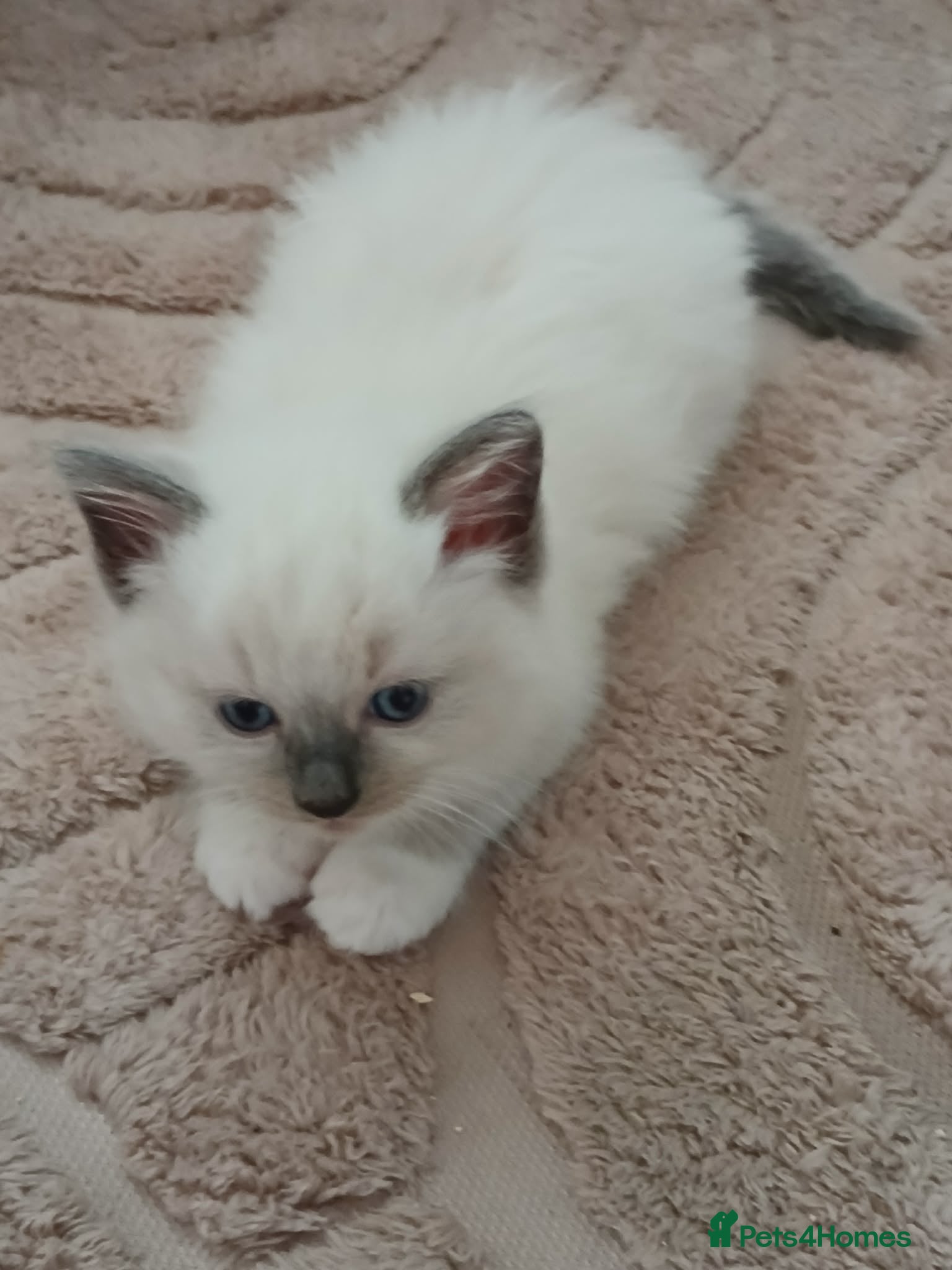 Ragdoll cats Full ragdoll kittens LAST GIRL READY WEDNESDAY  - Advert 7